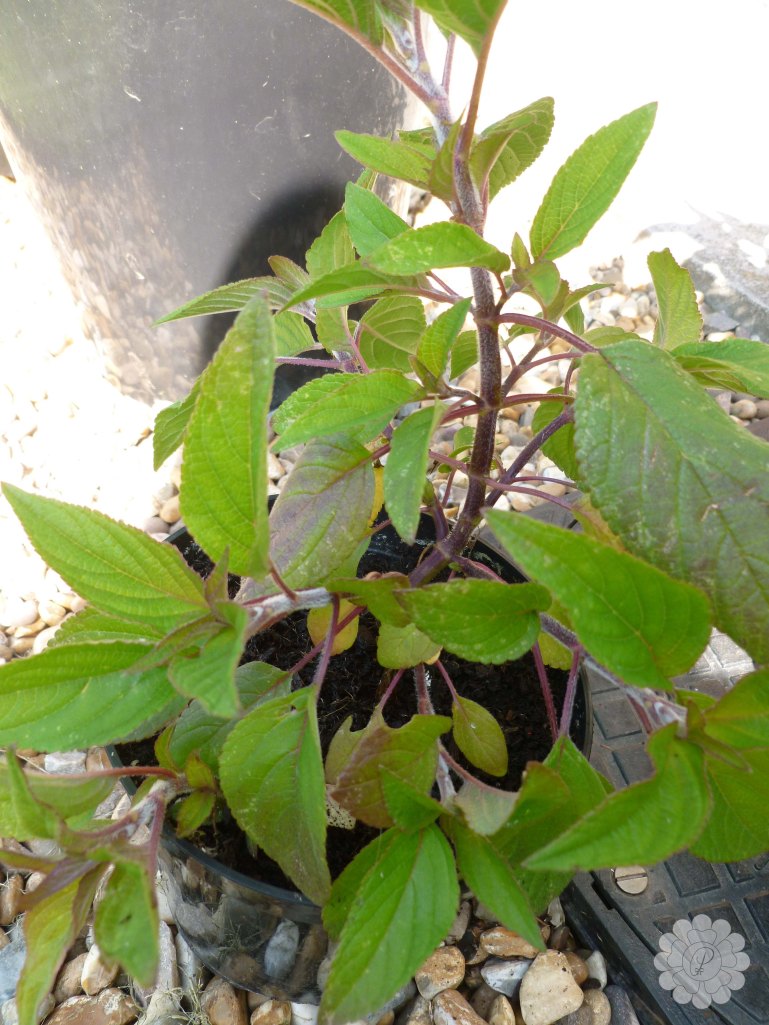 P1000483 with watermark