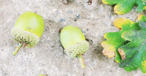 From Little Acorns . . .